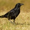 Krkavec australsky - Corvus coronoides - Australian Raven 8642